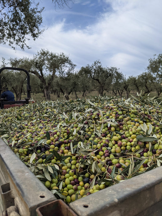 Passion for Olive Oil