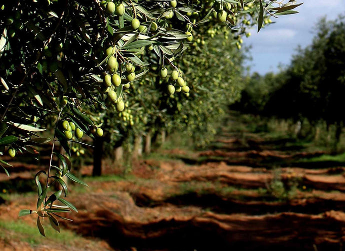 New harvest of Extra Virgin Olive Oil