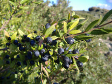Load image into Gallery viewer, Myrtle Berries